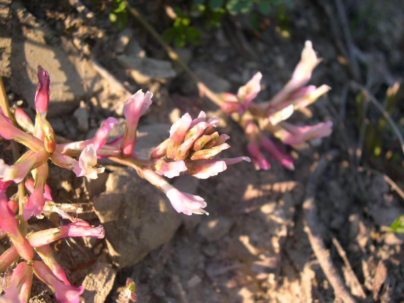 Astragalus monspessulanus / Astragalo di Montpellier